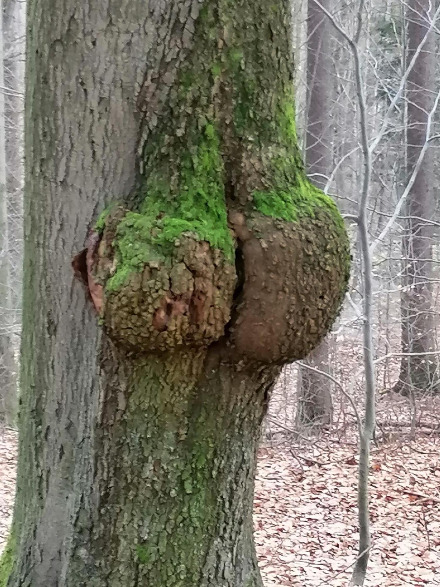 Penzion Jura Chřibská Eksteriør bilde